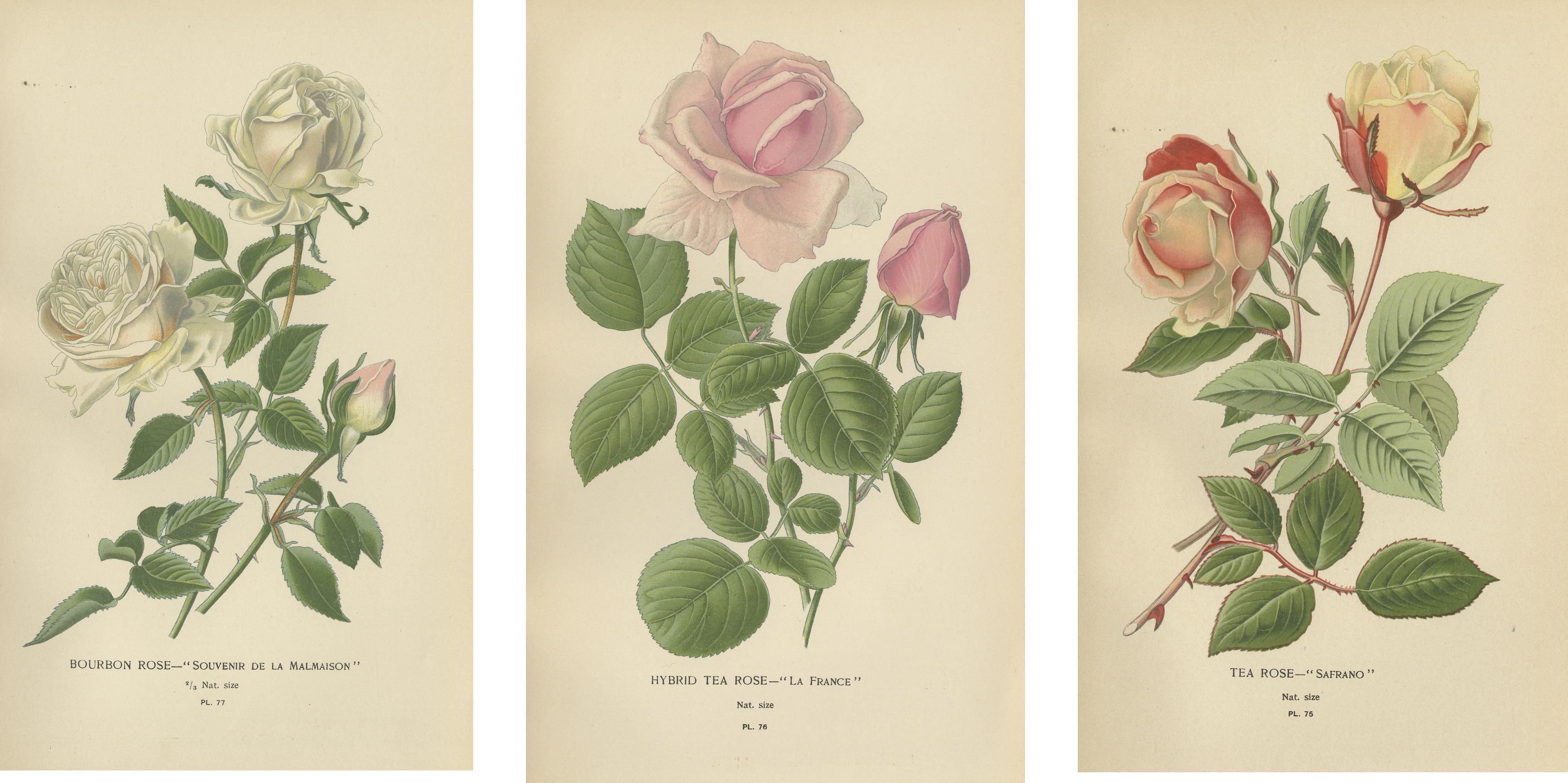 Paper Elegance in Bloom: The Roses of 'Favourite Flowers, 1896 For Sale