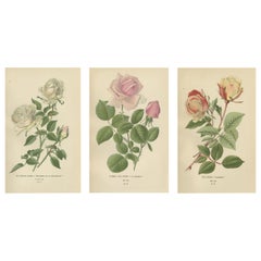 Antique Elegance in Bloom: The Roses of 
Favourite Flowers, 1896