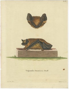 Elegance in Shadow: The Asian Parti-Colored Bat Engraved, 1775