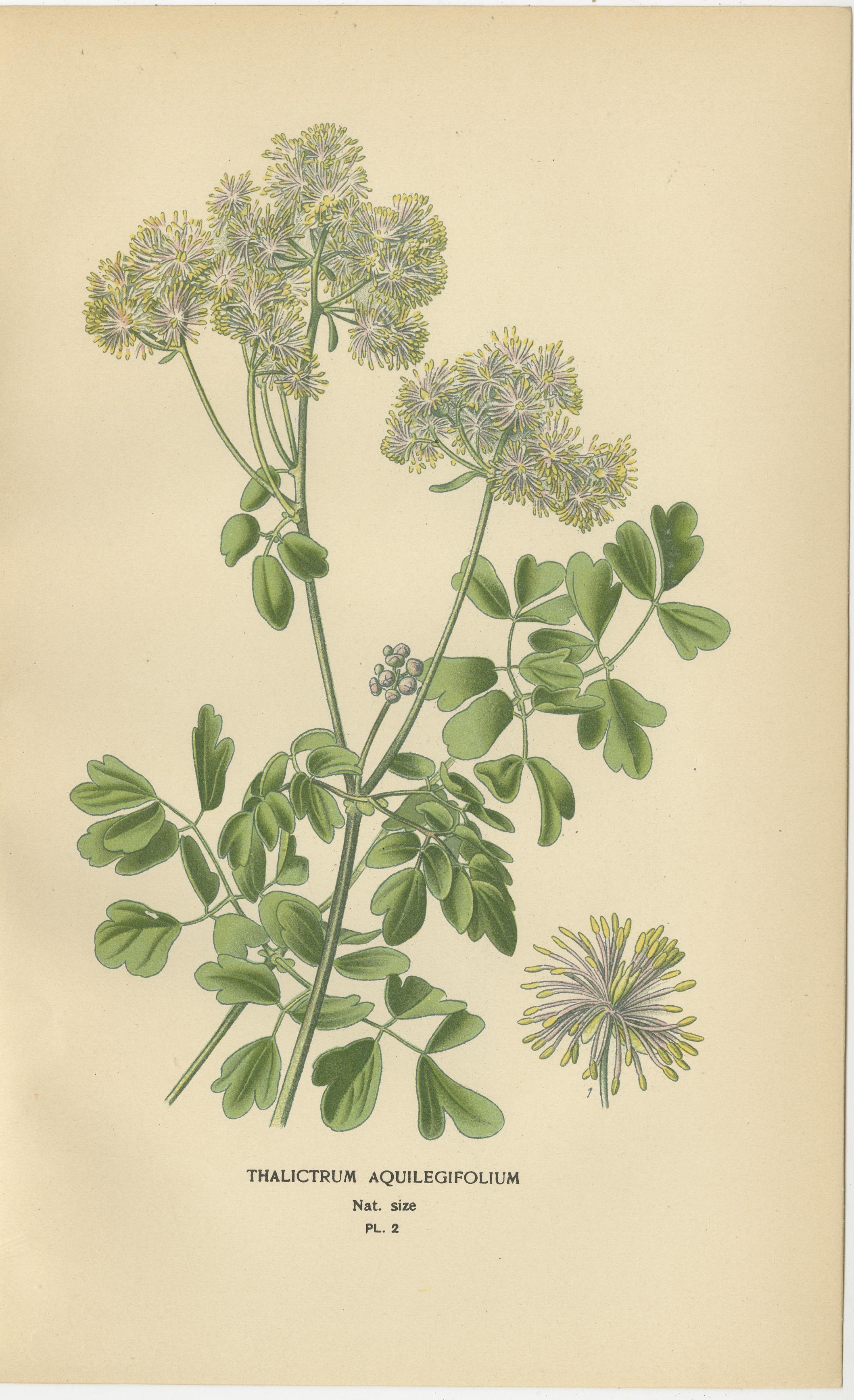 Late 19th Century Elegance of Flora: 19th Century Botanical Masterpieces, 1896 For Sale