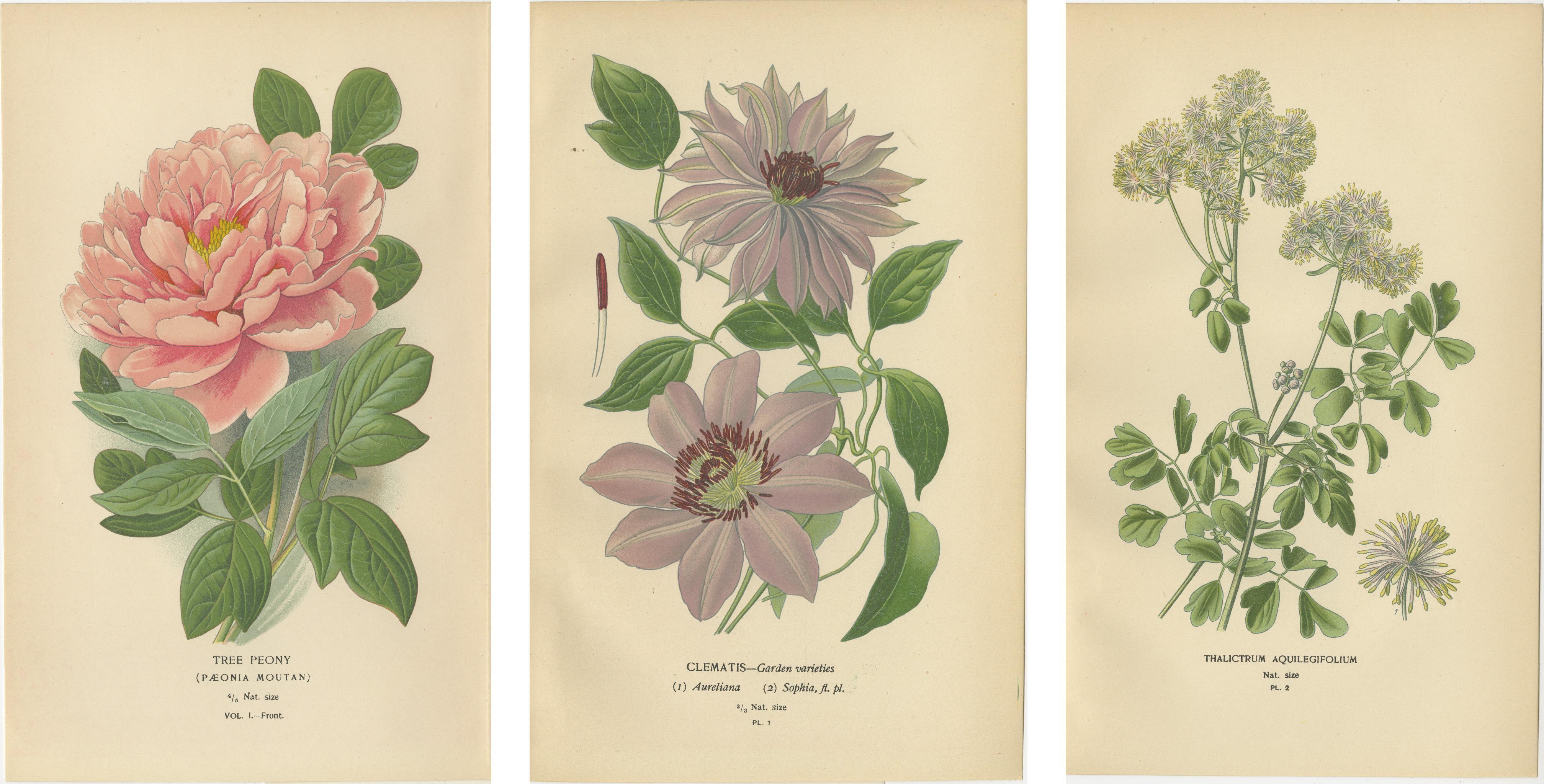 Paper Elegance of Flora: 19th Century Botanical Masterpieces, 1896 For Sale