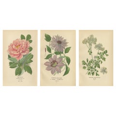 Antique Elegance of Flora: 19th Century Botanical Masterpieces, 1896