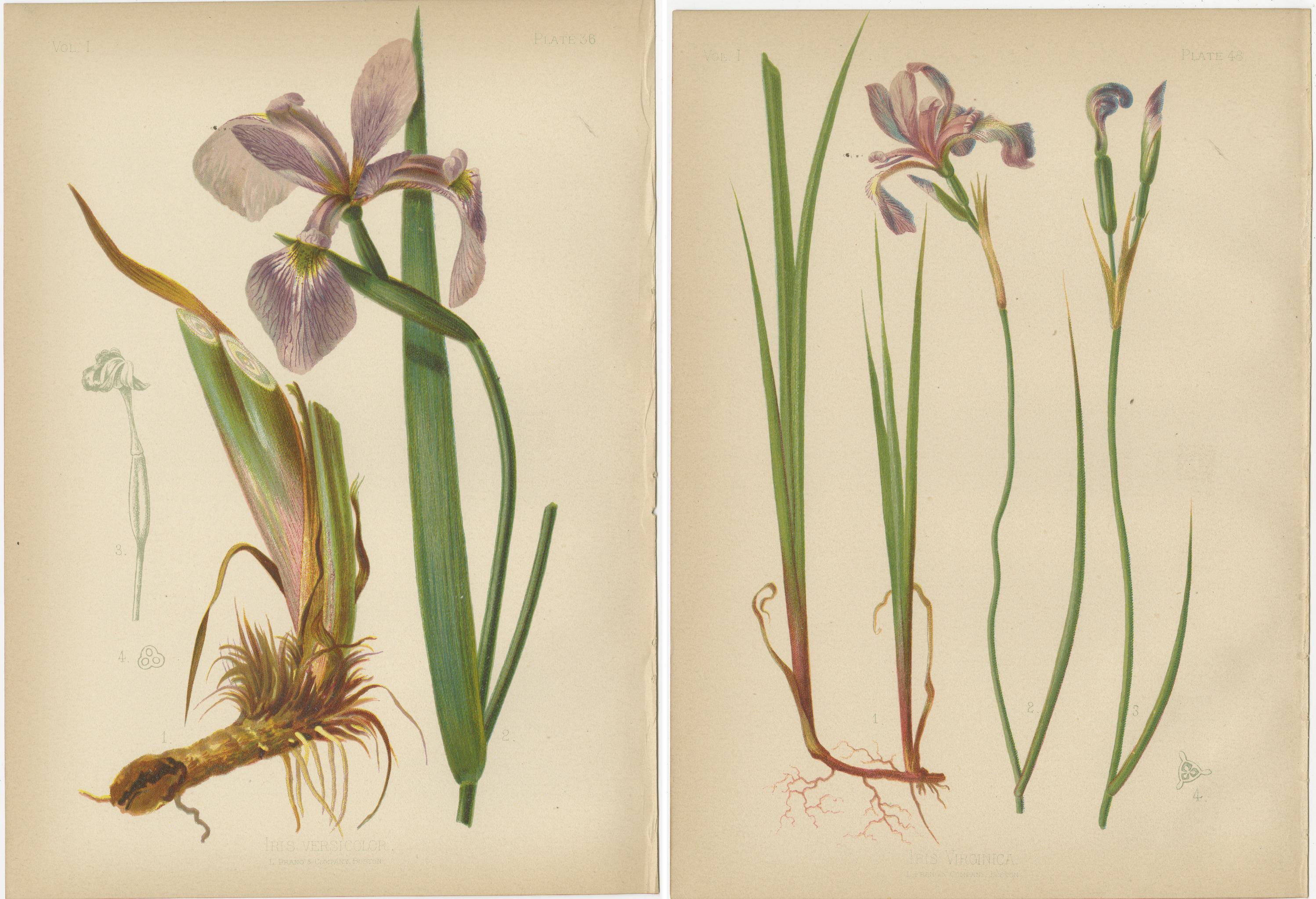 Late 19th Century Elegance of the American Iris: Botanical Illustrations by Thomas Meehan, 1879 For Sale