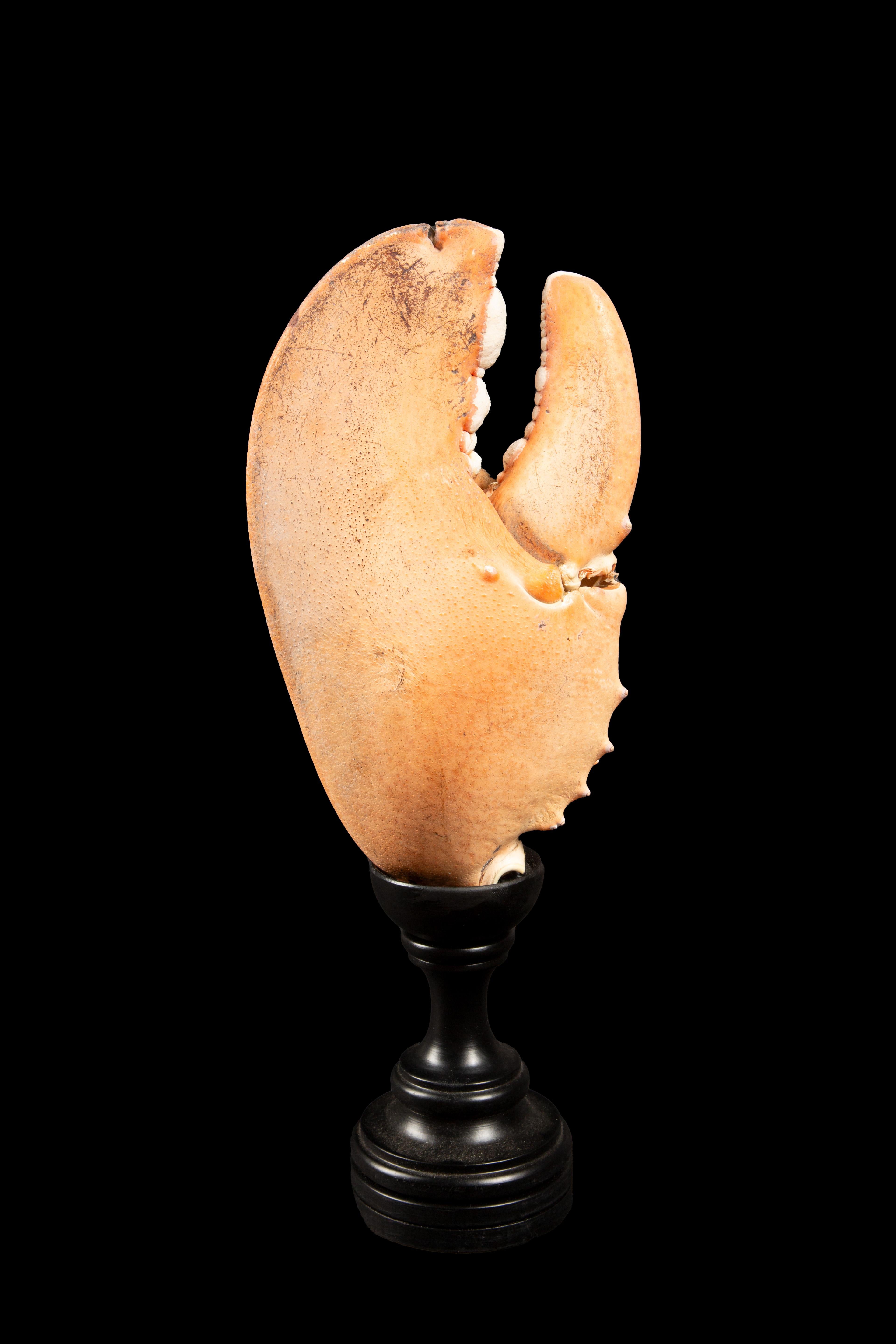 Large Mounted Lobster Claw, expertly showcased on a meticulously crafted Italian base. This captivating piece stands at an impressive height of 13 inches, making it a striking focal point for any space or cabinet of curiosity. This lobster claw,
