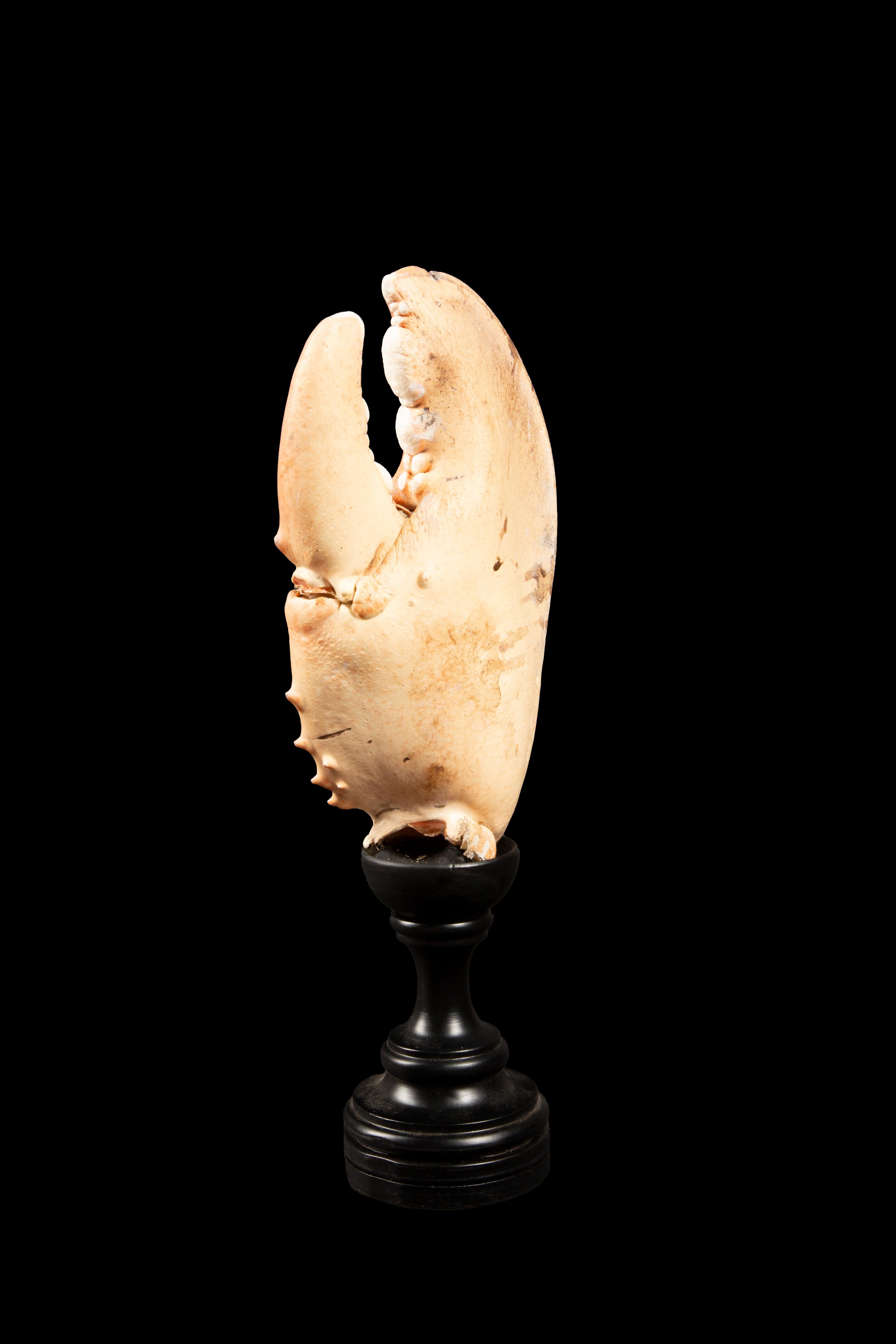 Victorian Elegant 13-Inch Large Mounted Lobster Claw on Italian Hand-Turned Base For Sale