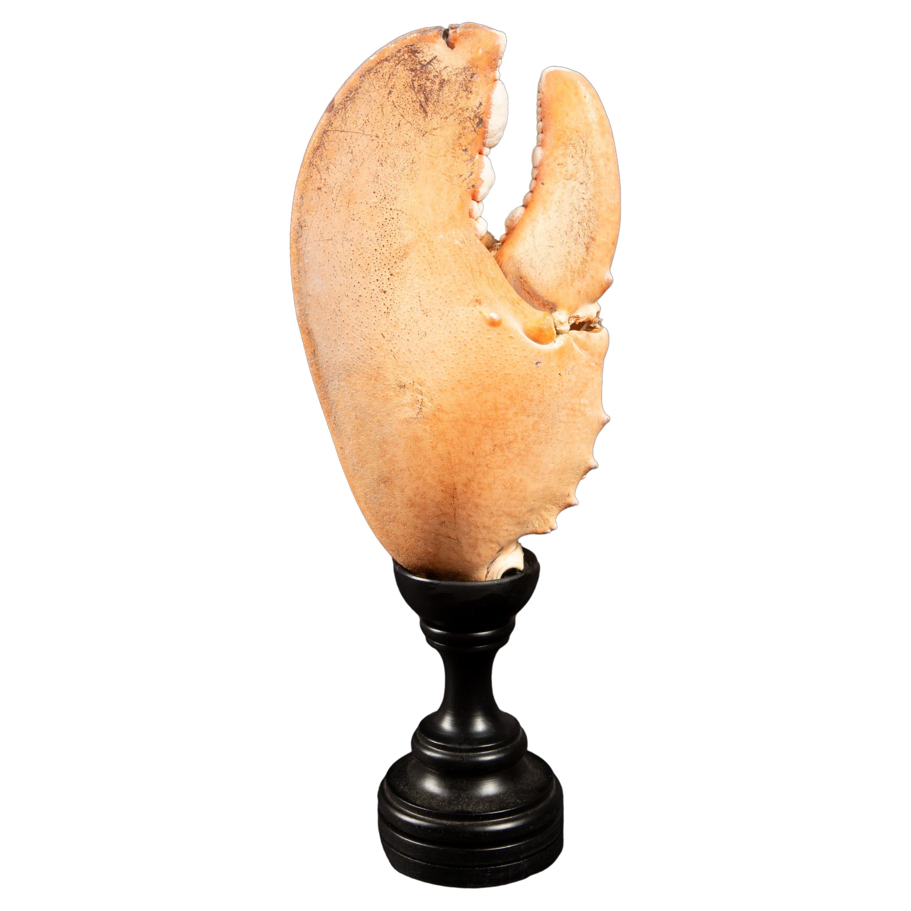 Elegant 13-Inch Large Mounted Lobster Claw on Italian Hand-Turned Base For Sale