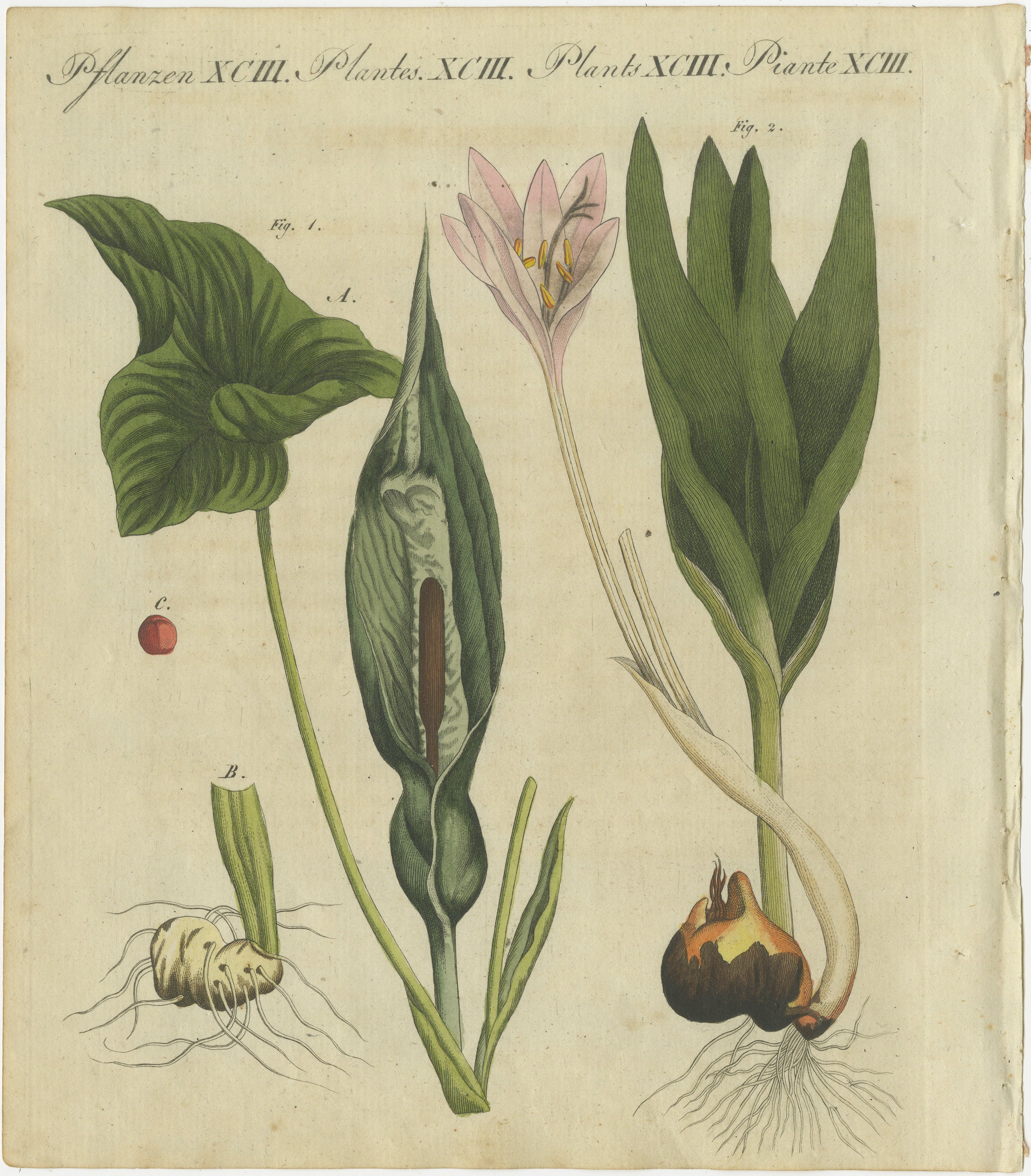 Title: Elegant 1805 Hand-Colored Botanical Engraving of Bulbous Plants from Bertuch  

Description:  
This detailed hand-colored botanical engraving is taken from Friedrich Justin Bertuch’s *Porte-Feuille des Enfants* (Children's Portfolio),