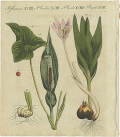 Elegant 1805 Hand-Colored Botanical Engraving of Bulbous Plants from Bertuch