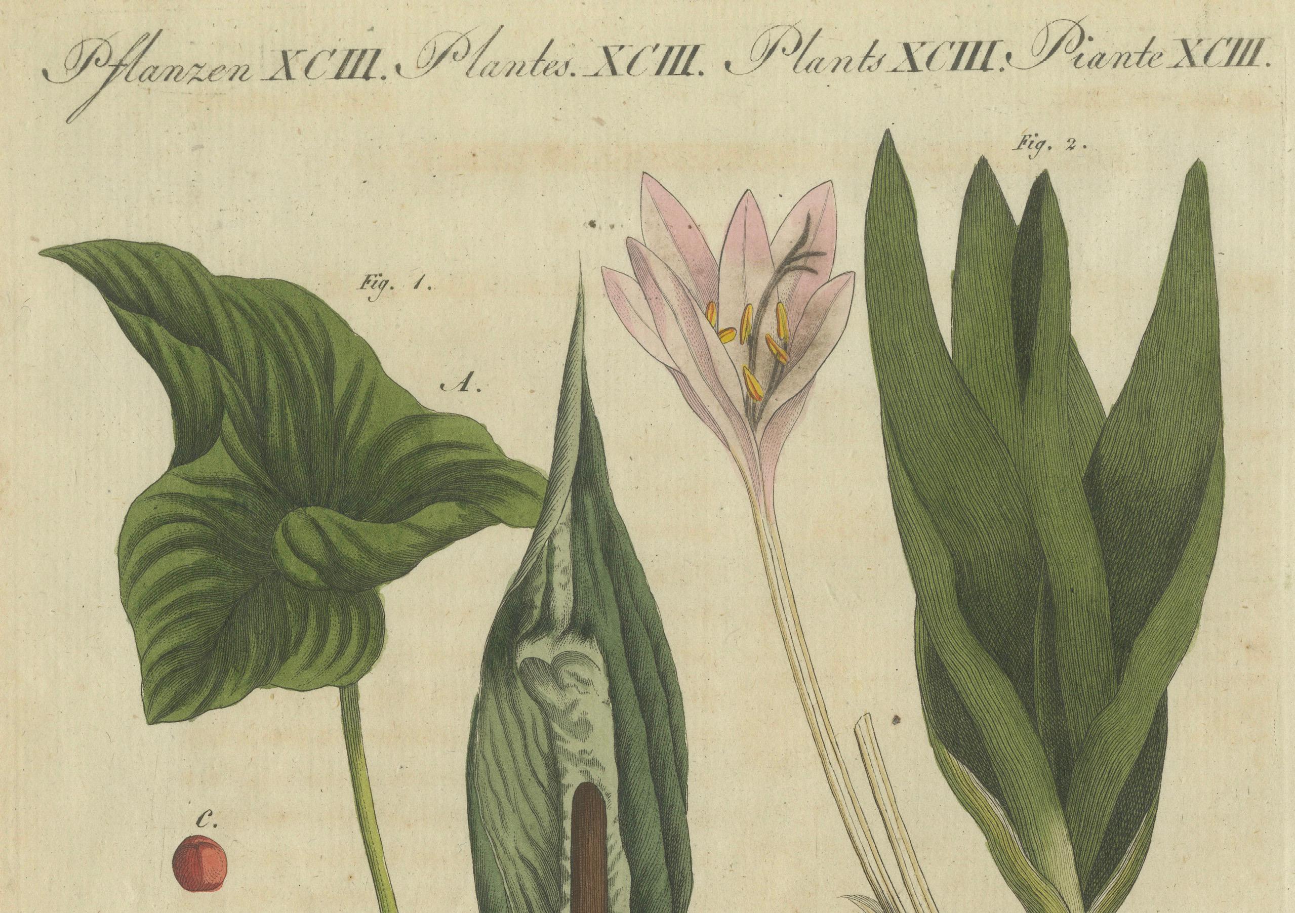 Engraved Elegant 1805 Hand-Colored Botanical Engraving of Bulbous Plants from Bertuch For Sale