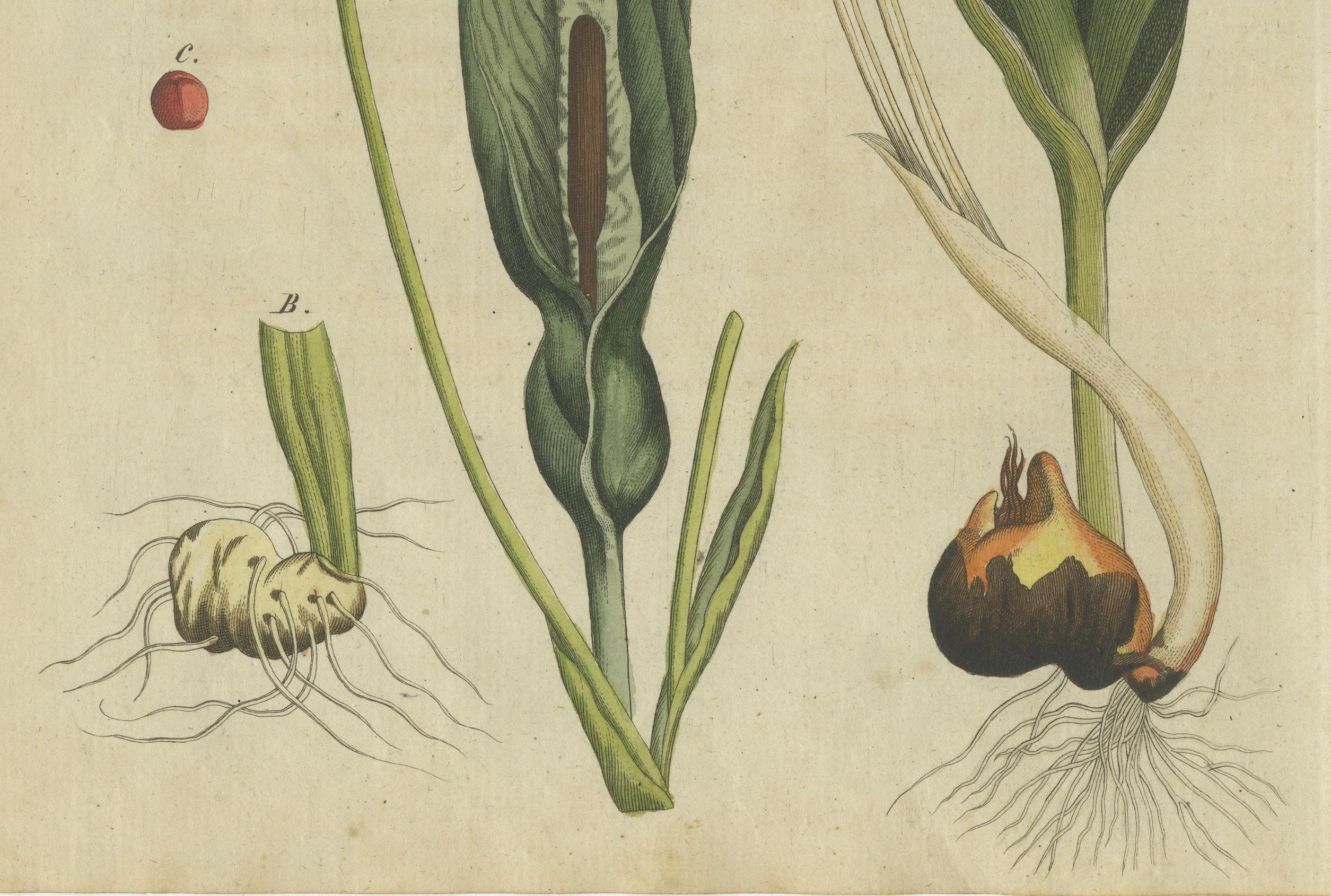 Elegant 1805 Hand-Colored Botanical Engraving of Bulbous Plants from Bertuch In Good Condition For Sale In Langweer, NL