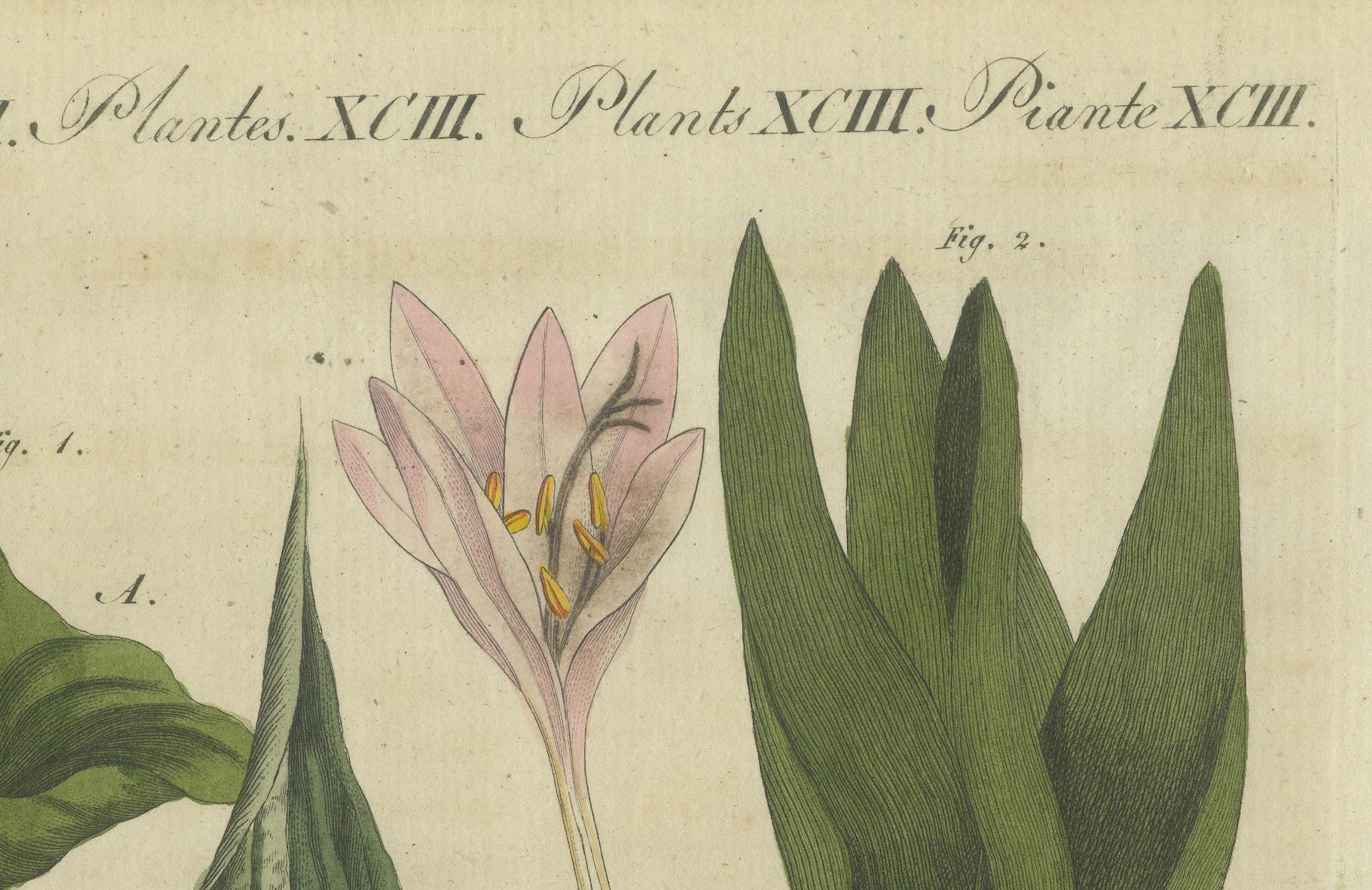 Early 19th Century Elegant 1805 Hand-Colored Botanical Engraving of Bulbous Plants from Bertuch For Sale