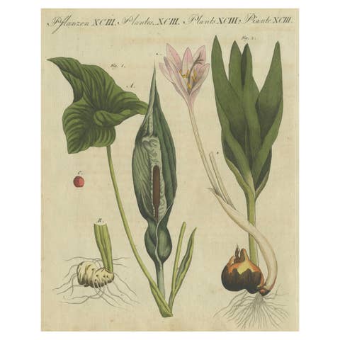 Elegant 1805 Hand-Colored Botanical Engraving of Bulbous Plants from Bertuch