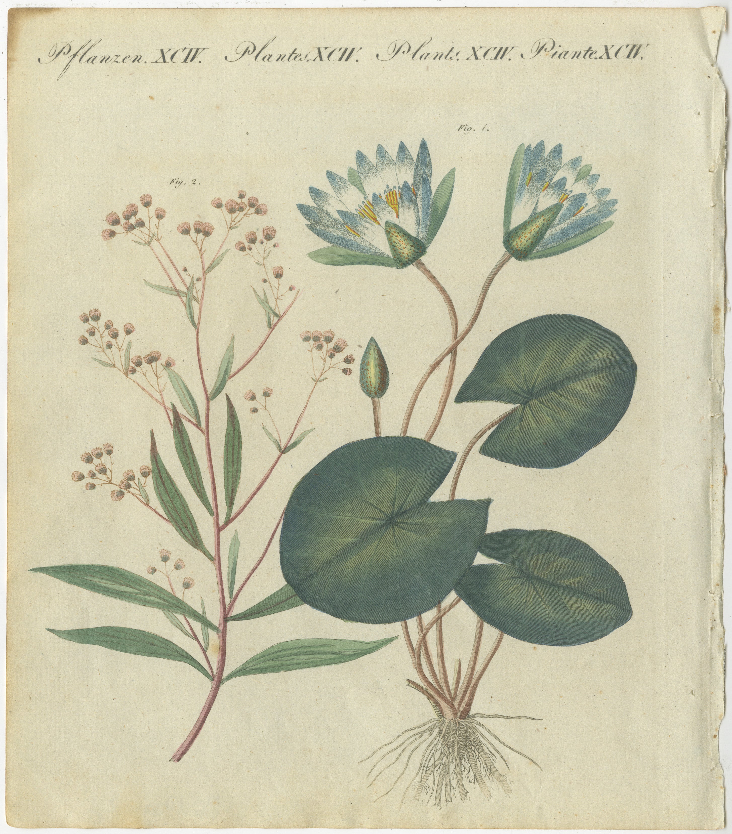 Titel: Eleganter handkolorierter Kupferstich von 1805 mit Wasserpflanzen aus dem Werk von Bertuch  

Beschreibung:  
Dieser exquisite handkolorierte Stich stammt aus Friedrich Justin Bertuchs *Porte-Feuille des Enfants* (Kindermappe), das 1805