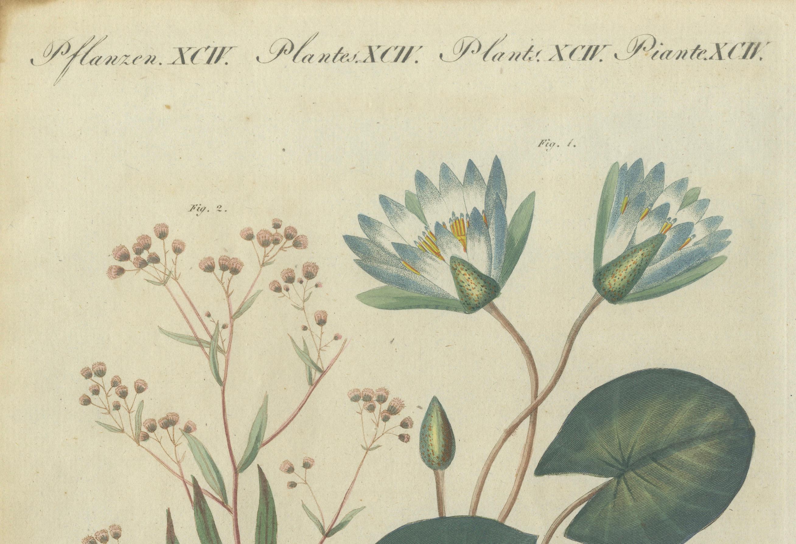 Eleganter handkolorierter Kupferstich von 1805 mit Wasserpflanzen aus Bertuchs Werk (Graviert) im Angebot