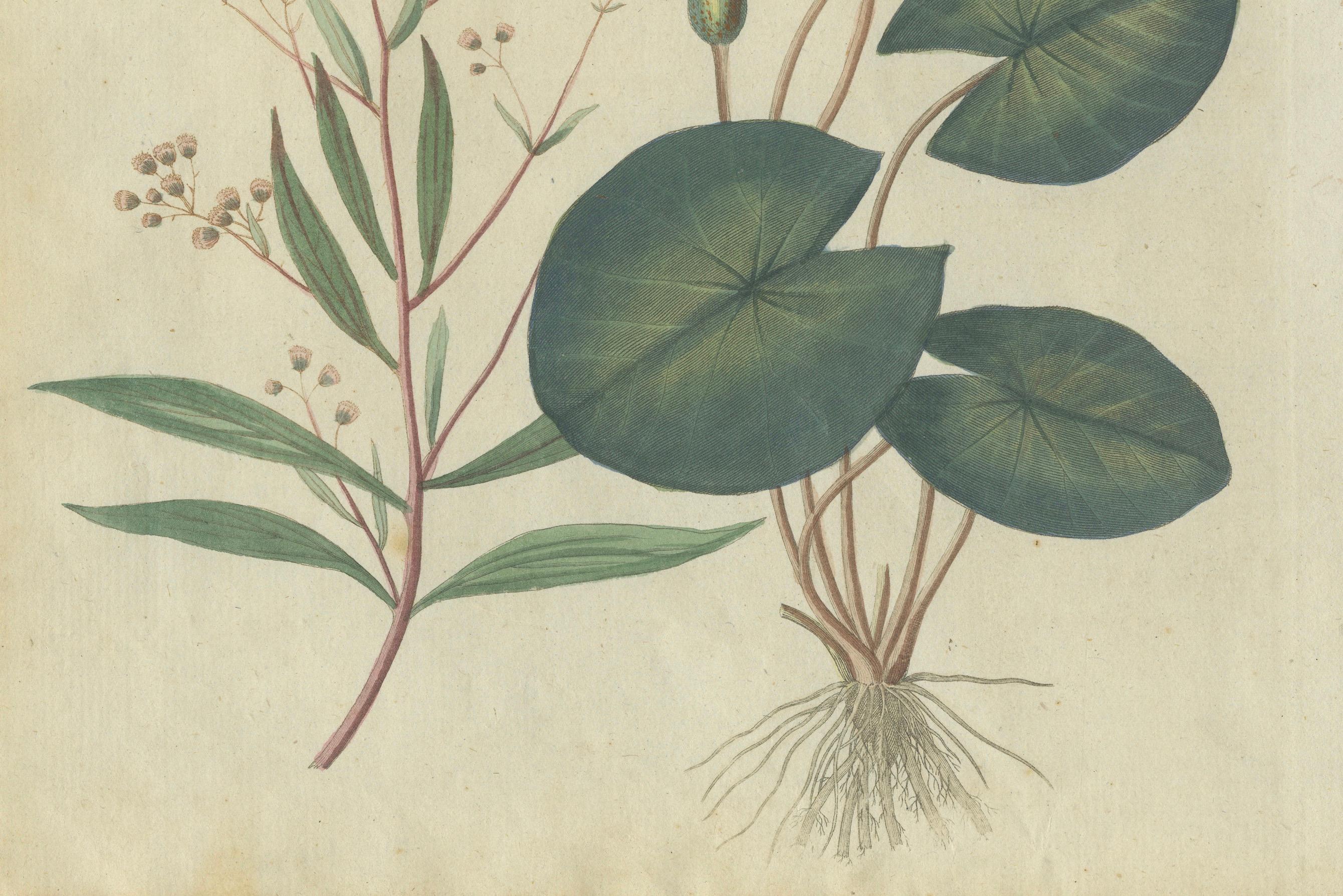 Eleganter handkolorierter Kupferstich von 1805 mit Wasserpflanzen aus Bertuchs Werk im Zustand „Gut“ im Angebot in Langweer, NL