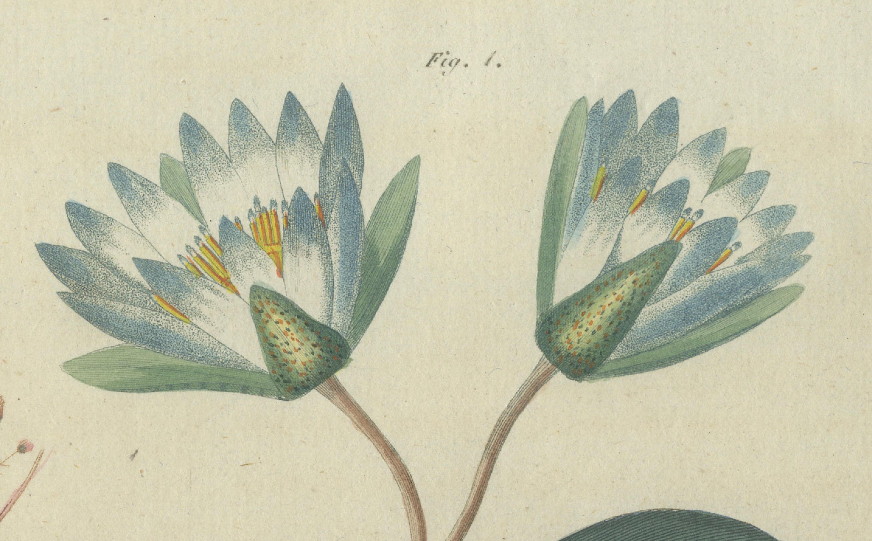 Eleganter handkolorierter Kupferstich von 1805 mit Wasserpflanzen aus Bertuchs Werk (Frühes 19. Jahrhundert) im Angebot