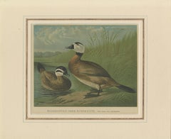 Elegant 1880 Lithographs of Ducks: White-headed Duck and Northern Pintail