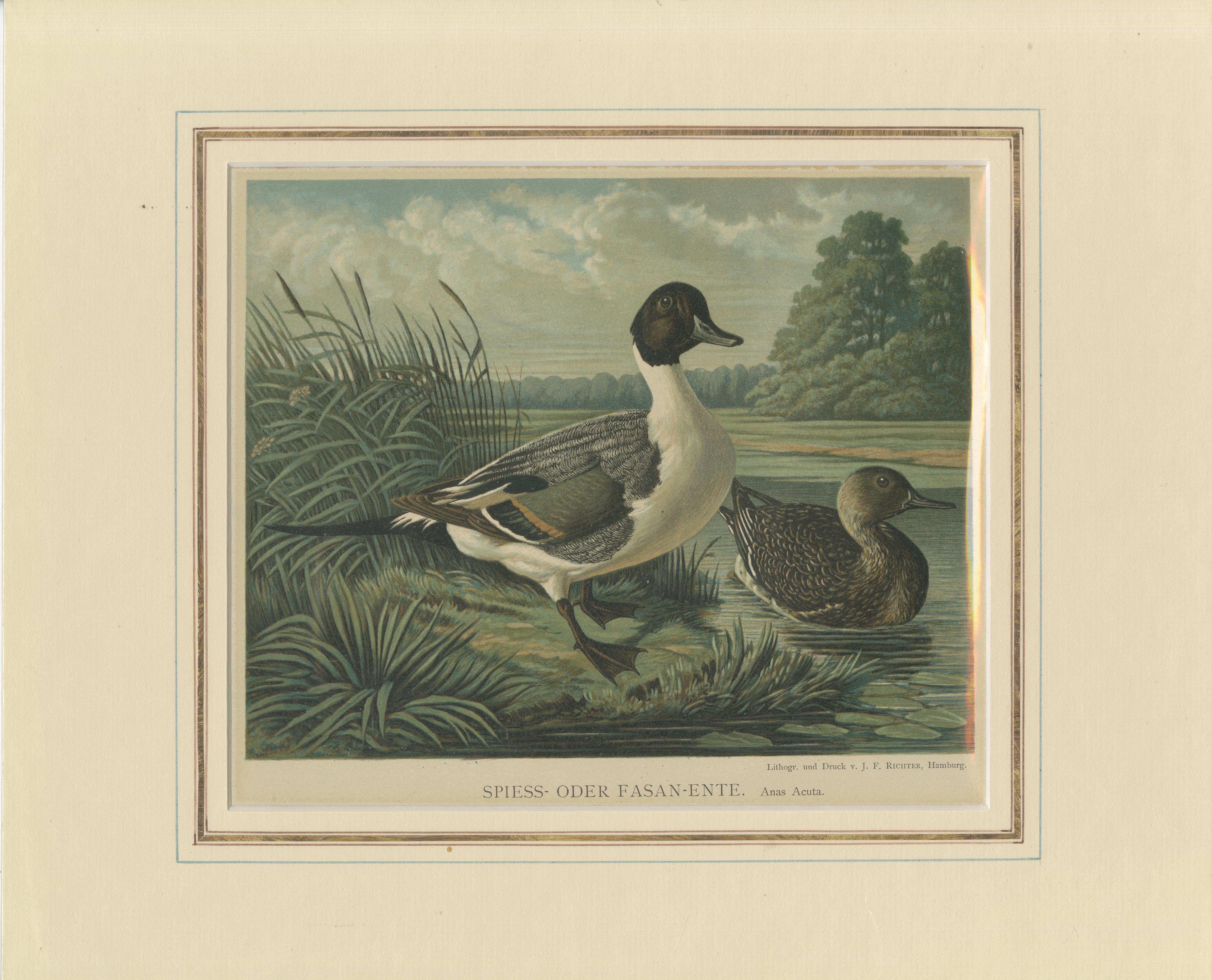 Élégantes lithographies de canards : canards à tête blanche et queue d'aronde nord des années 1880 Bon état - En vente à Langweer, NL