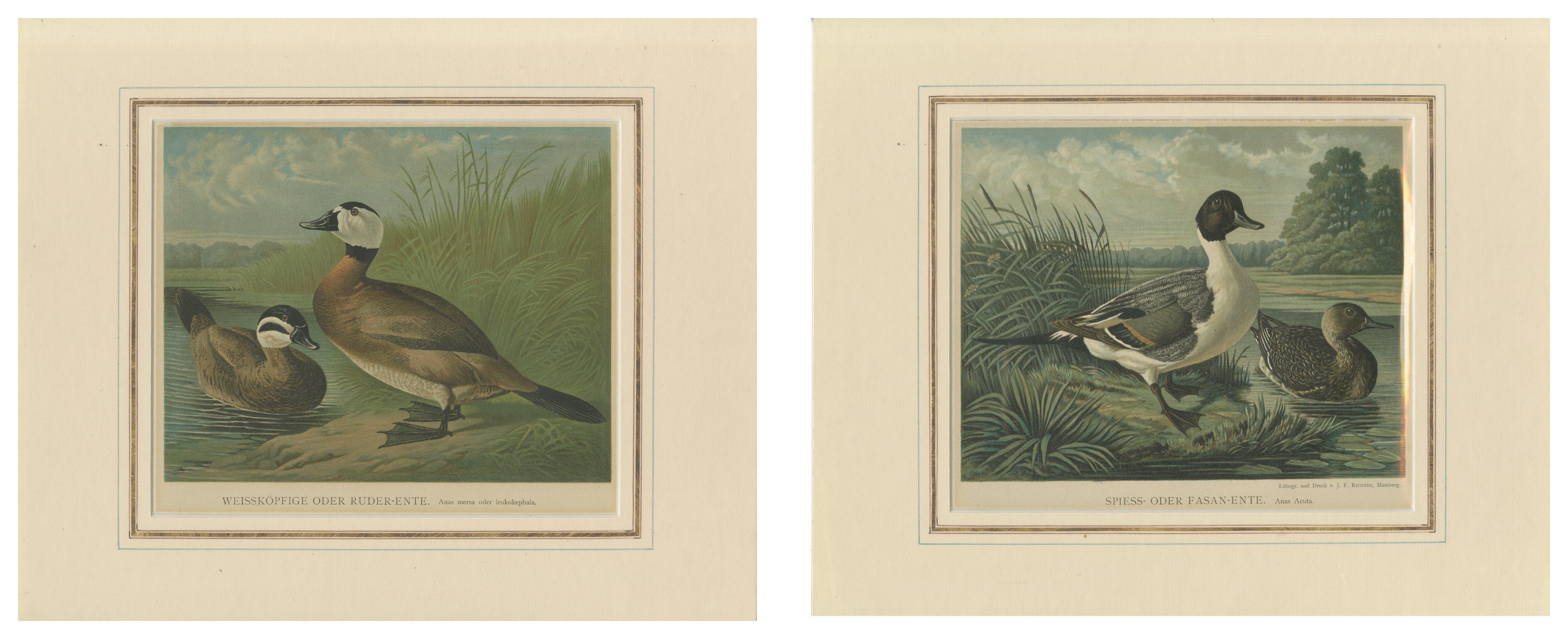 Fin du XIXe siècle Élégantes lithographies de canards : canards à tête blanche et queue d'aronde nord des années 1880 en vente