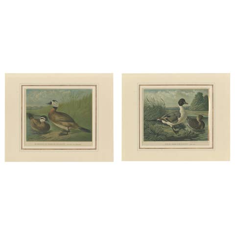 Elegant 1880 Lithographs of Ducks: White-headed Duck and Northern Pintail