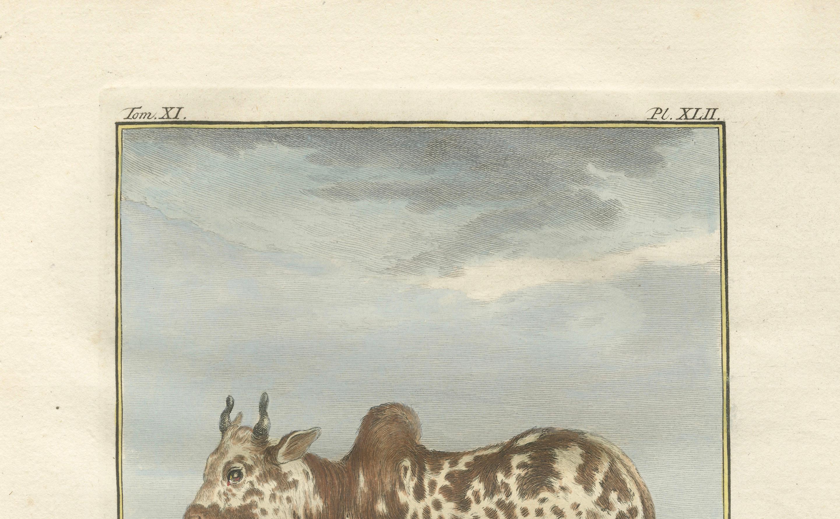 Gravure ancienne sur zébu, gravure à la main de Buffon Amsterdam 1769

Cette charmante et magnifique gravure du zébu, intitulée Le Zébu, provient de la rare édition néerlandaise de la monumentale Histoire naturelle de Buffon, publiée à Amsterdam par