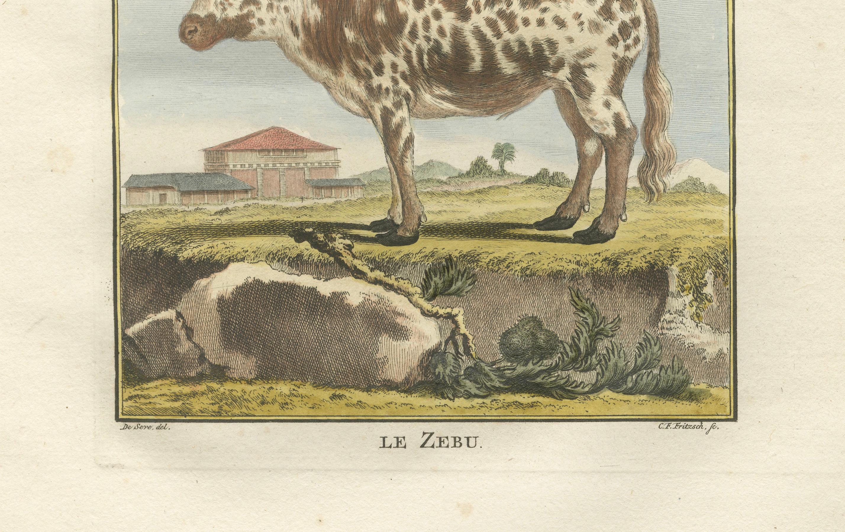 Néerlandais Elegante gravure sur zébu du XVIIIe siècle - Buffon, édition hollandaise, 1769 en vente