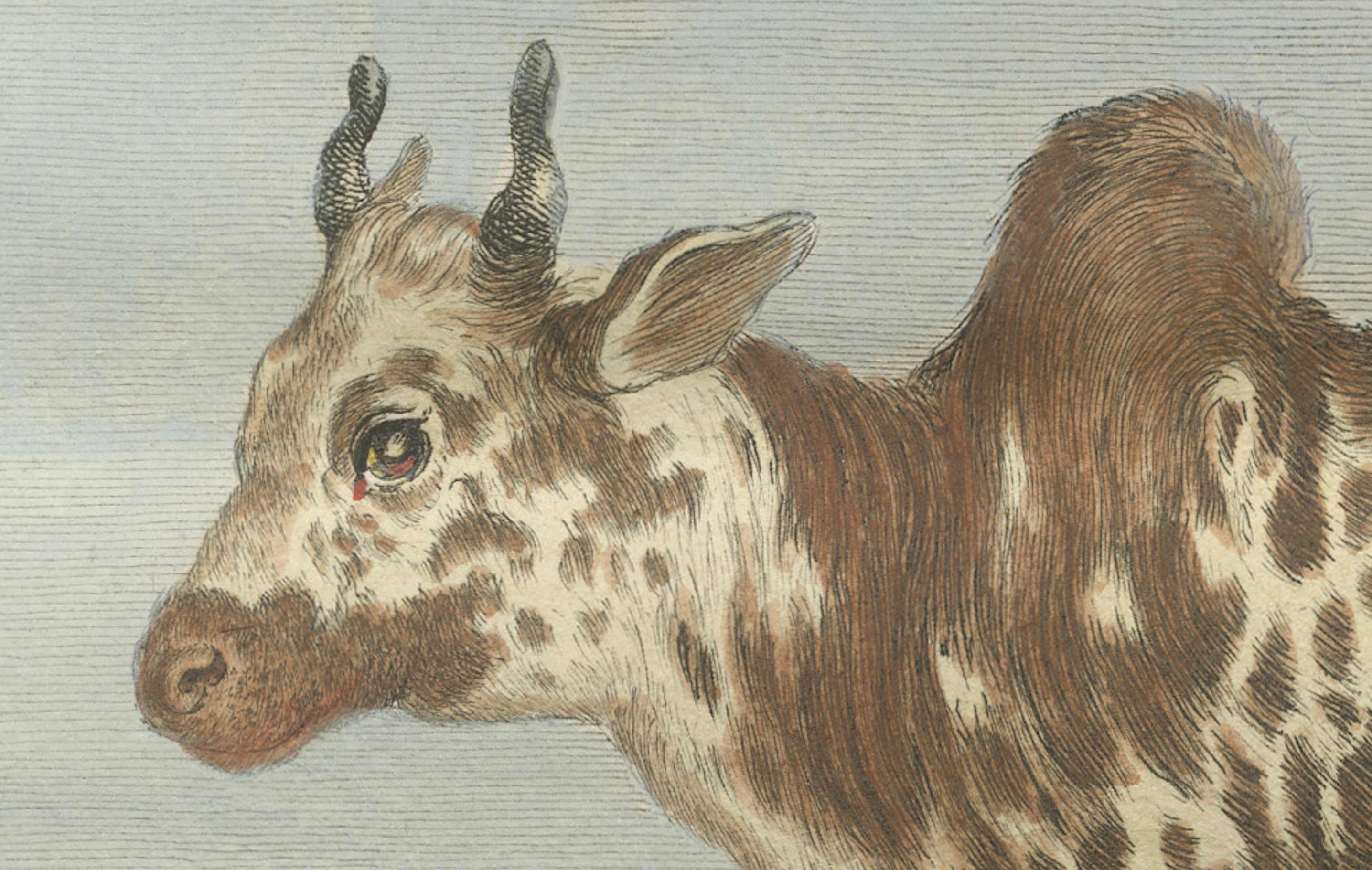 Elegante gravure sur zébu du XVIIIe siècle - Buffon, édition hollandaise, 1769 Bon état - En vente à Langweer, NL