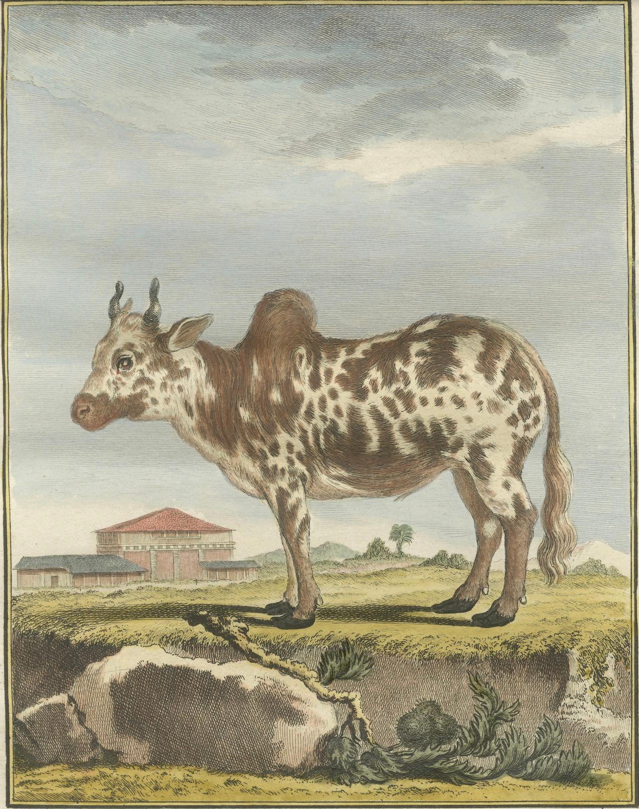 Papier Elegante gravure sur zébu du XVIIIe siècle - Buffon, édition hollandaise, 1769 en vente