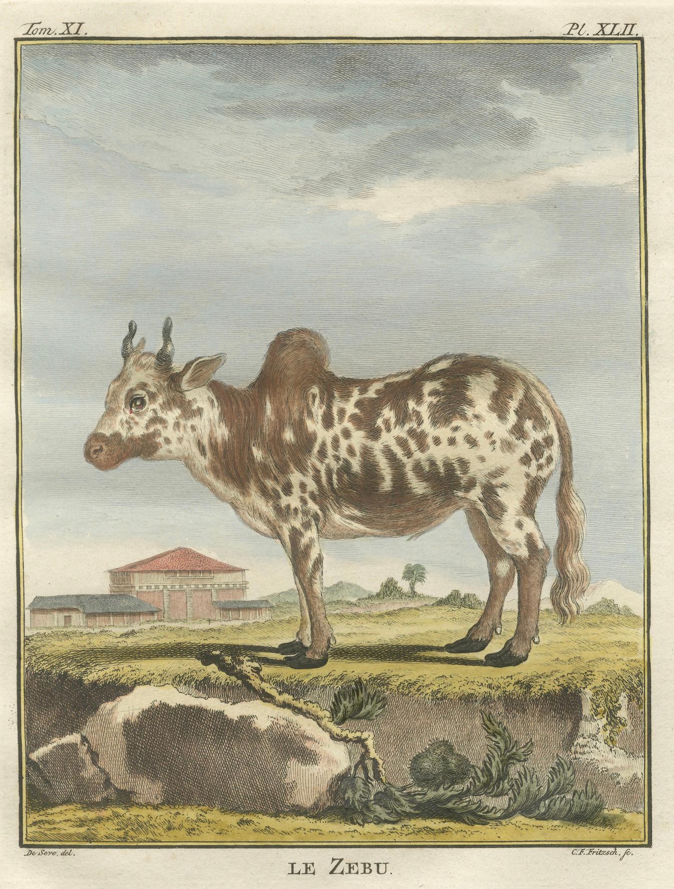Elegante gravure sur zébu du XVIIIe siècle - Buffon, édition hollandaise, 1769 en vente 1