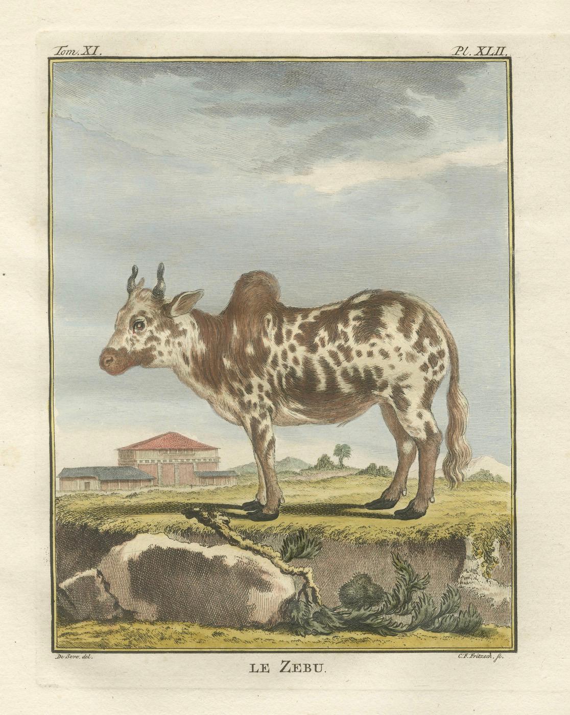 Elegante gravure sur zébu du XVIIIe siècle - Buffon, édition hollandaise, 1769 en vente 2