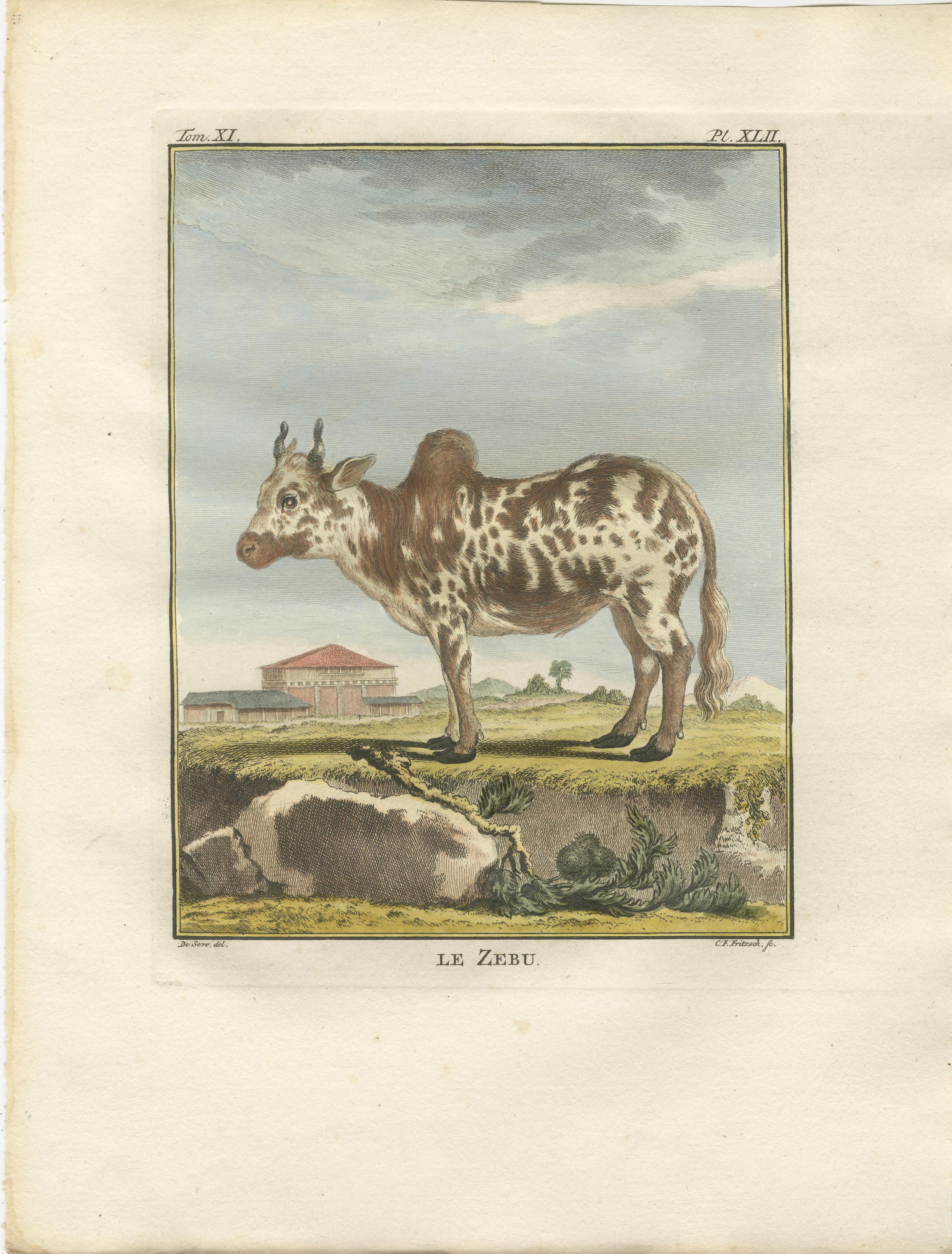Elegante gravure sur zébu du XVIIIe siècle - Buffon, édition hollandaise, 1769 en vente 3