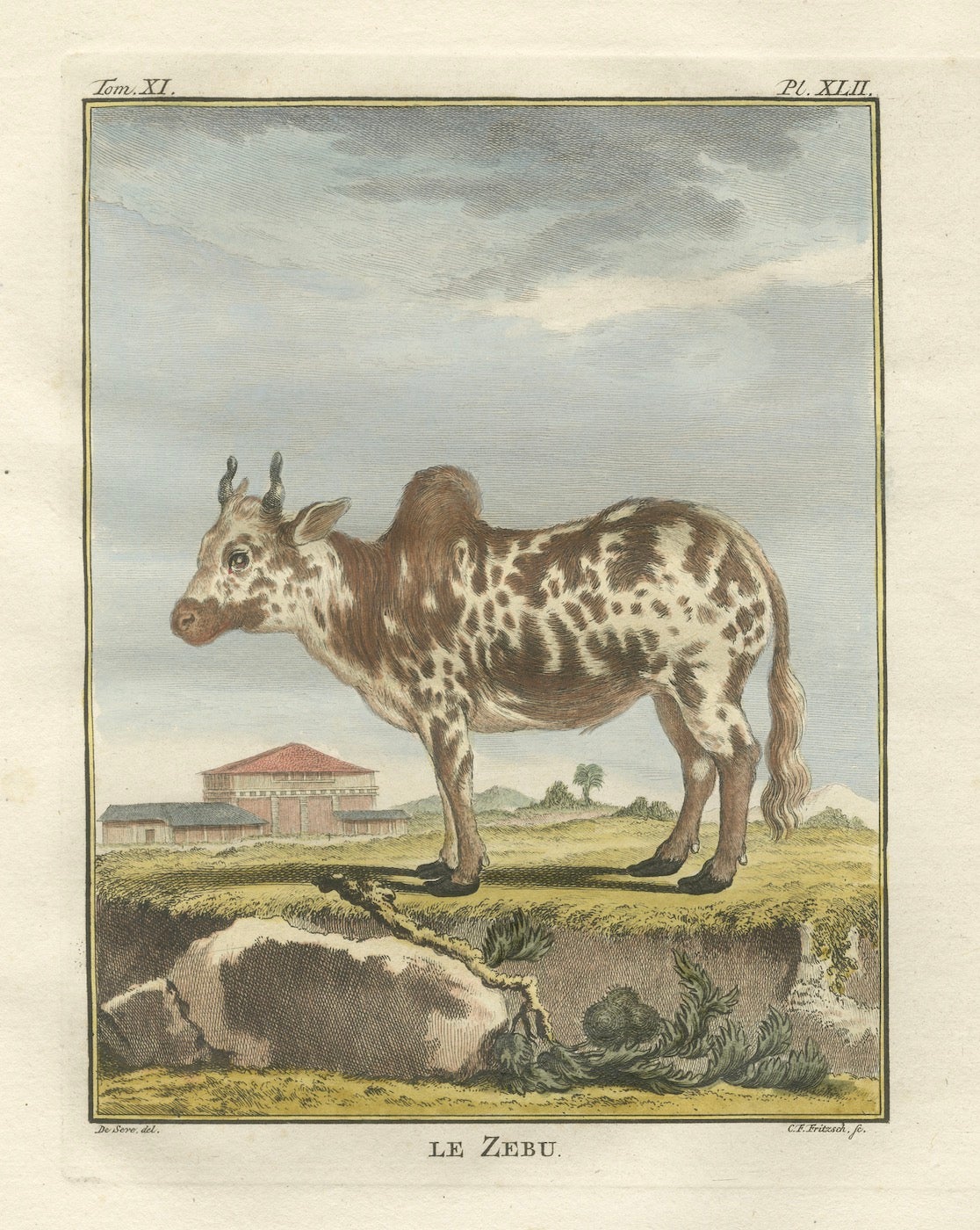 Elegant 18th-Century Zebu Engraving – Buffon Dutch Edition, 1769