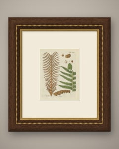 Elegant Antique Hand-Colored Botanical Fern Print, Onoclea nodulosa, 1806-1809