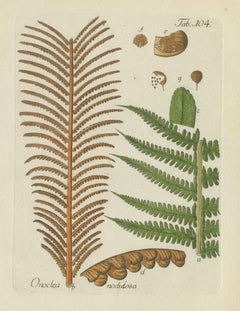 Elegant Antique Hand-Colored Botanical Fern Print, Onoclea nodulosa, 1806-1809