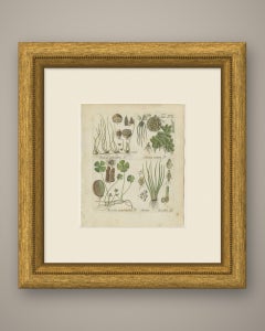 Elegante stampa botanica d'epoca colorata a mano raffigurante una felce, Pillwort, 1806-1809