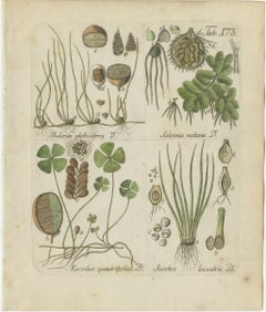 Elegante stampa botanica d'epoca colorata a mano raffigurante una felce, Pillwort, 1806-1809