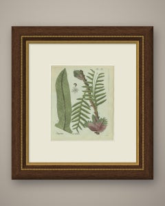 Elegant Antique Hand-Colored Fern Print, Polypodium quercifolium, 1806-1809