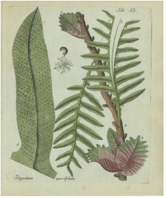Elegant Antique Hand-Colored Fern Print, Polypodium quercifolium, 1806-1809