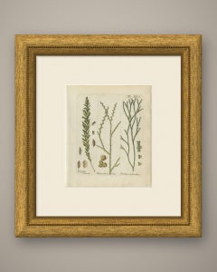 Elegante stampa antica colorata a mano raffigurante una felce, Tmesipteris tannensis, 1806-1809