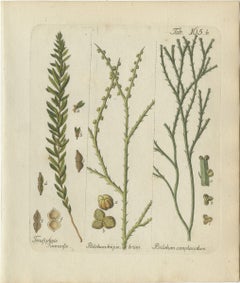 Elegante stampa antica colorata a mano raffigurante una felce, Tmesipteris tannensis, 1806-1809