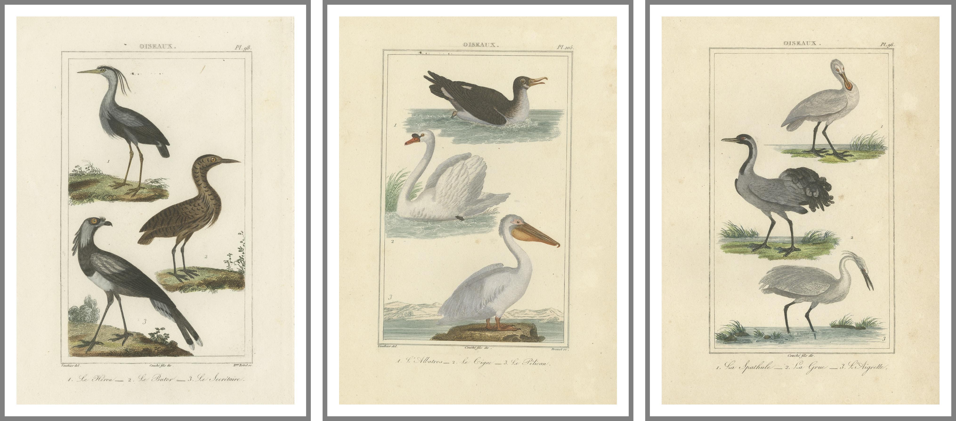 These  hand-colored engravings are various bird illustrations published by Buffon.
 
They are from the work of Georges-Louis Leclerc, Comte de Buffon, a renowned French naturalist. These bird illustrations are from his monumental work 