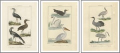Elegant Avian Diversity: Illustrations from Buffon's Ornithology, c.1780