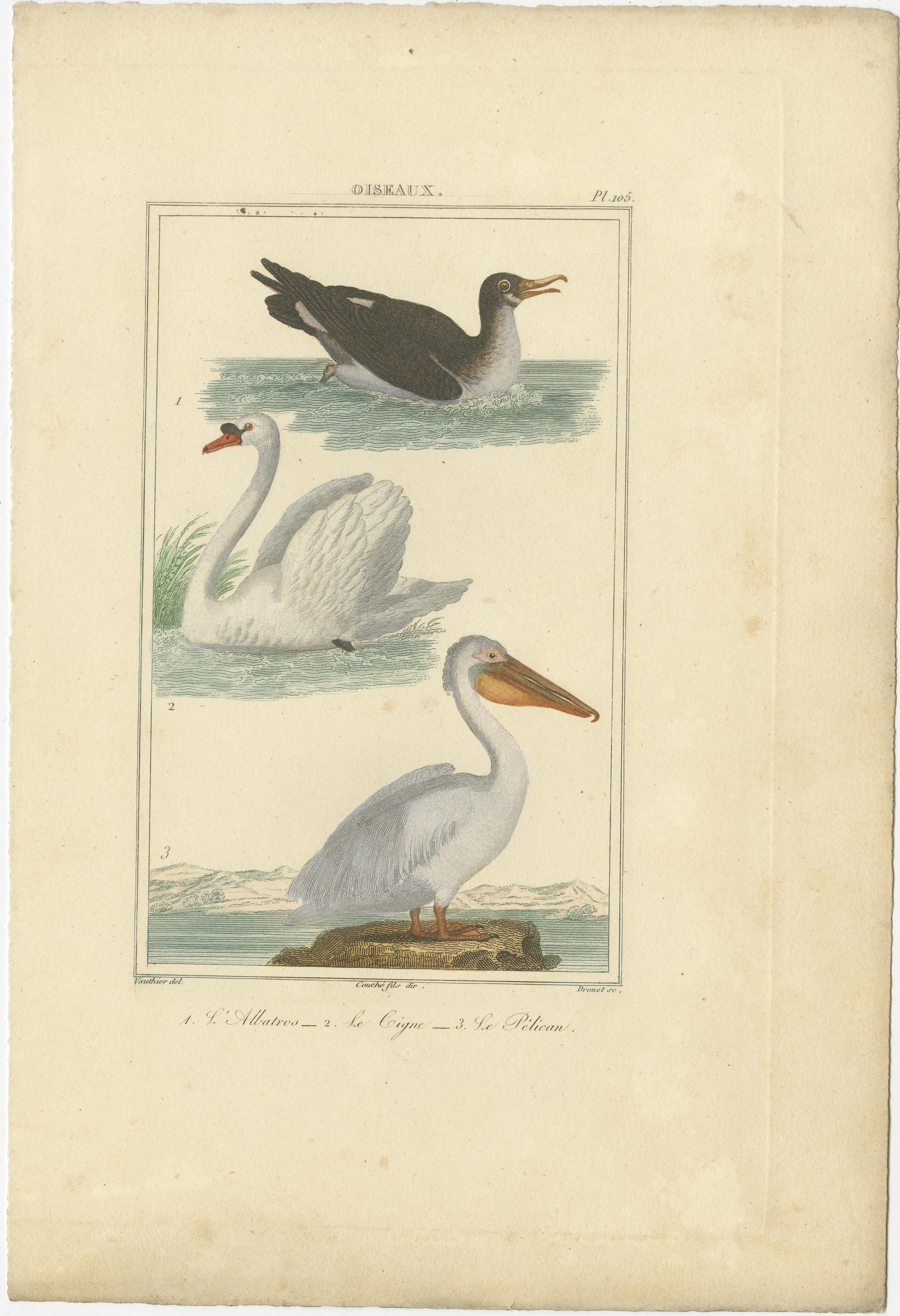 Elegant Avian Diversity: Illustrations from Buffon's 18th Century Ornithology In Good Condition For Sale In Langweer, NL