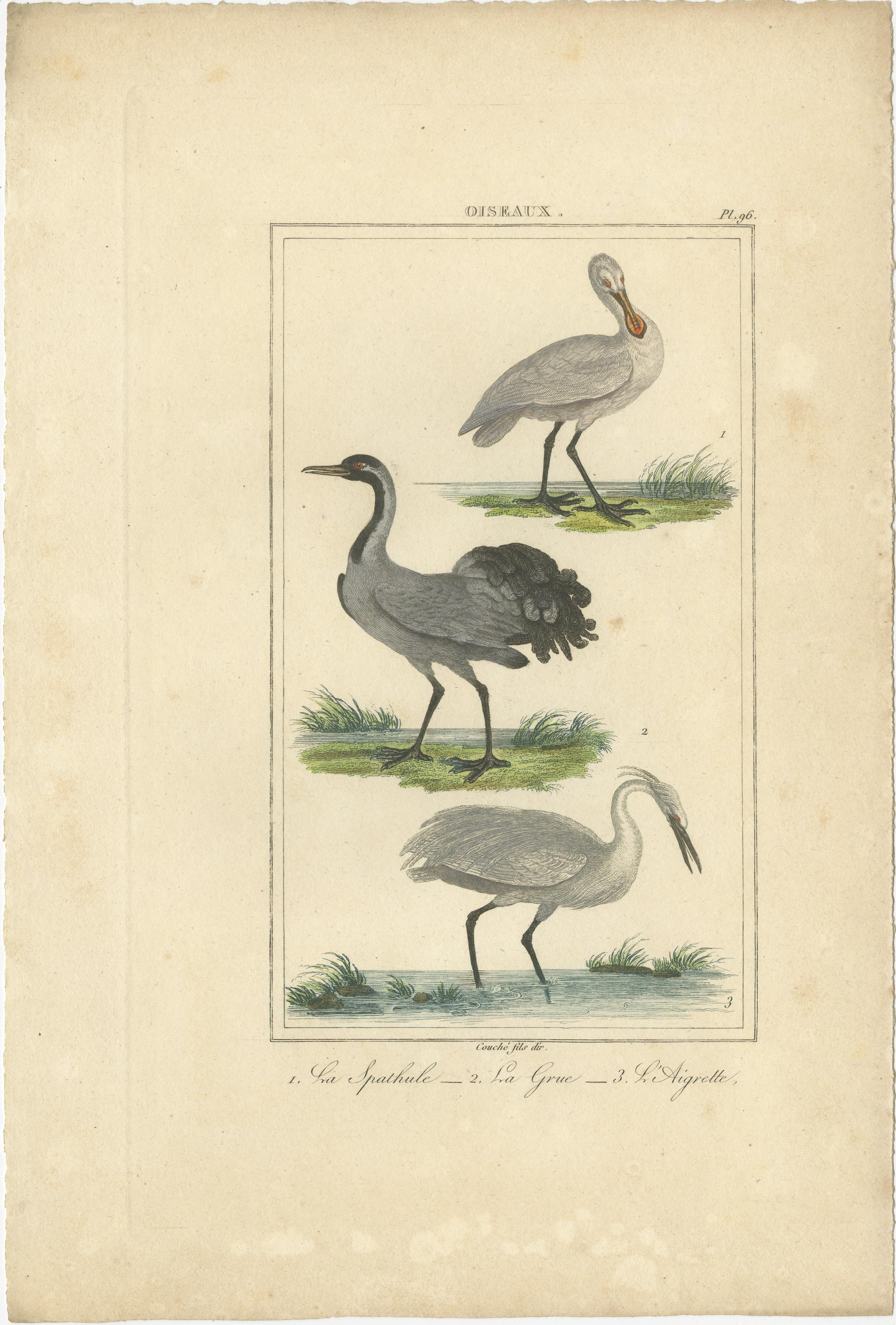 Paper Elegant Avian Diversity: Illustrations from Buffon's 18th Century Ornithology For Sale