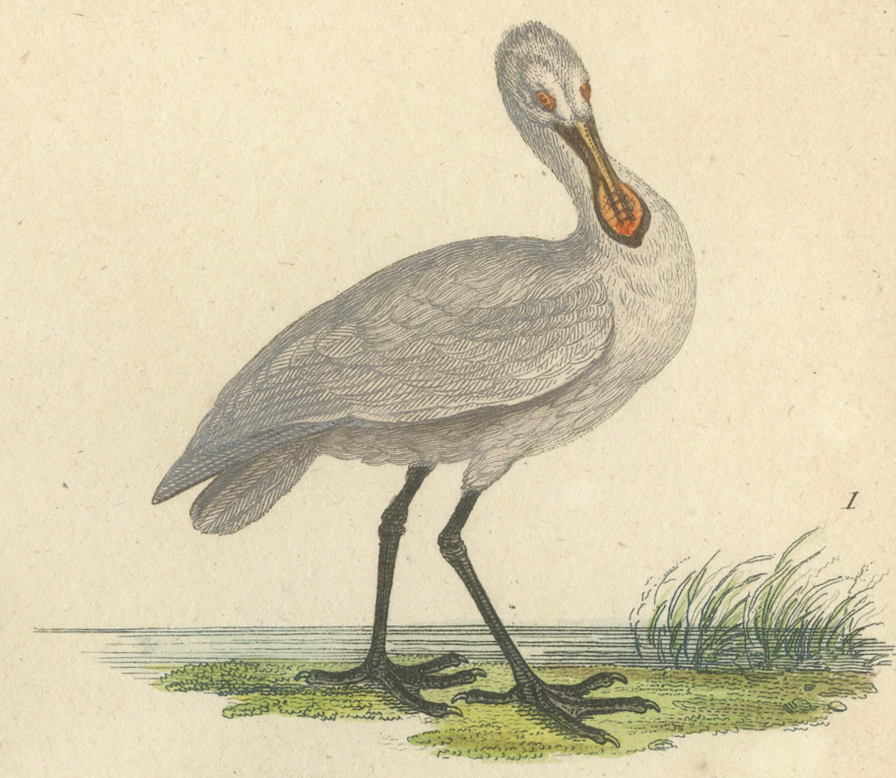 Elegant Avian Diversity: Illustrations from Buffon's 18th Century Ornithology For Sale 1