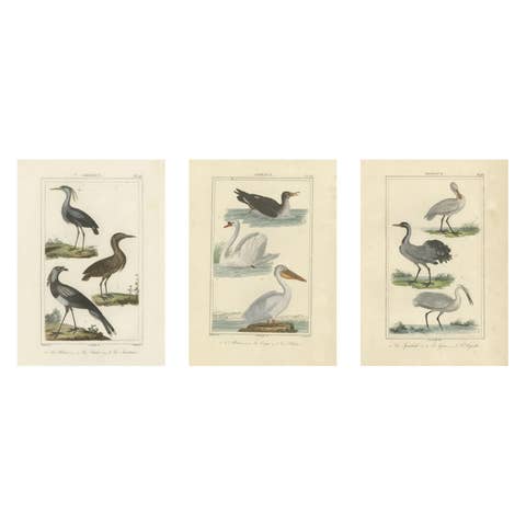 Elegant Avian Diversity: Illustrations from Buffon's Ornithology, c.1780