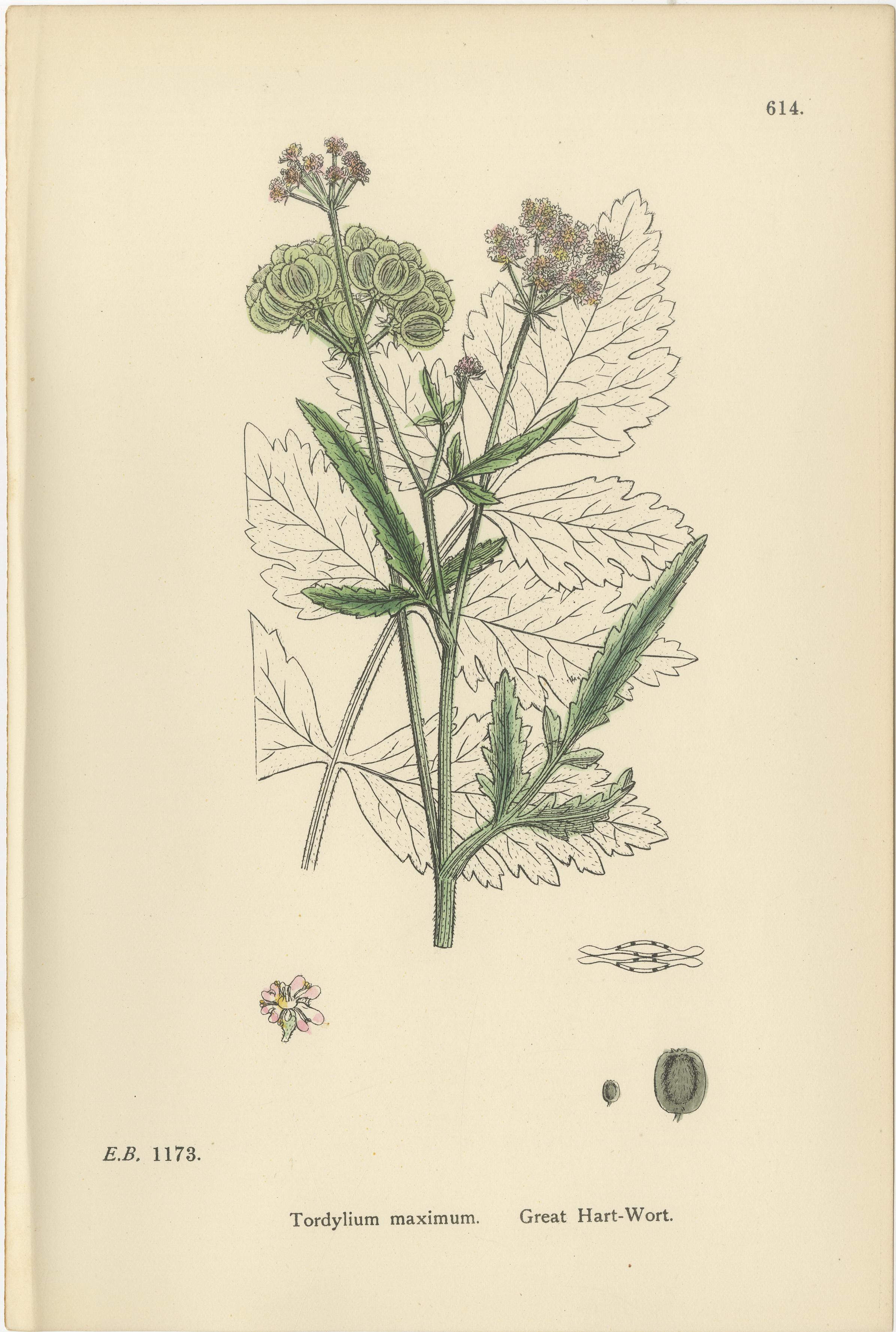 Elegant British Botanical Trio – Hand-Colored Wild Carrot Prints, England 1902