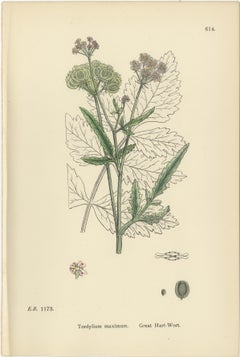 Elegante trío botánico británico - Estampas de zanahorias silvestres coloreadas a mano, Inglaterra 1902