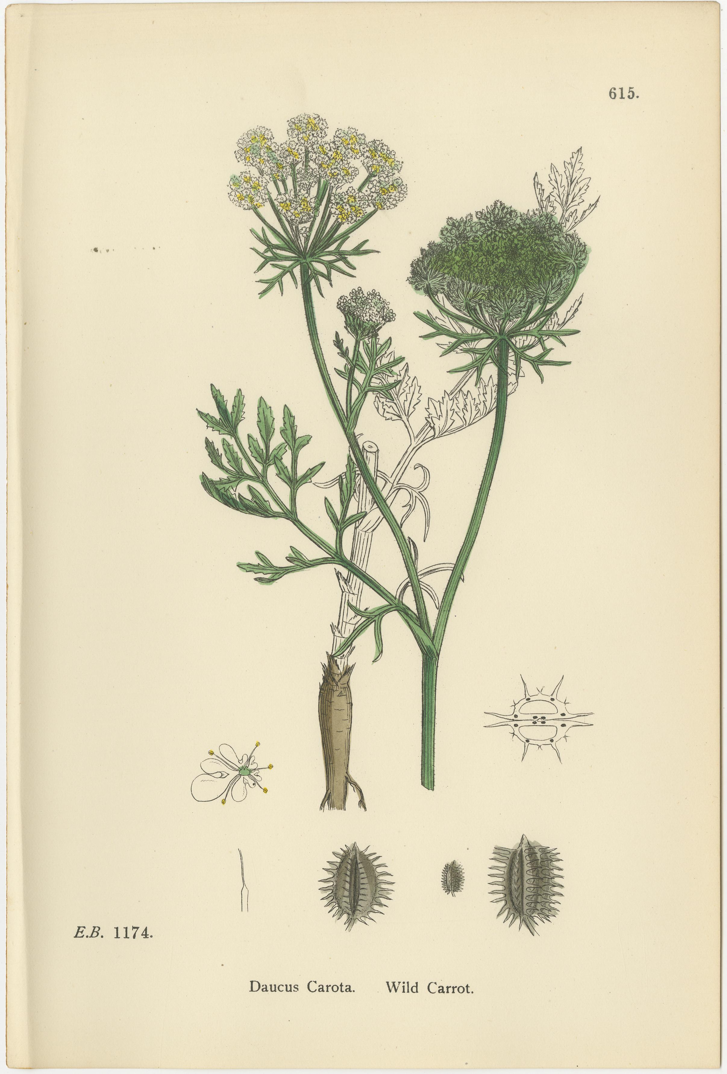 Elegant British Botanical Trio – Hand-Colored Wild Carrot Prints, England 1902