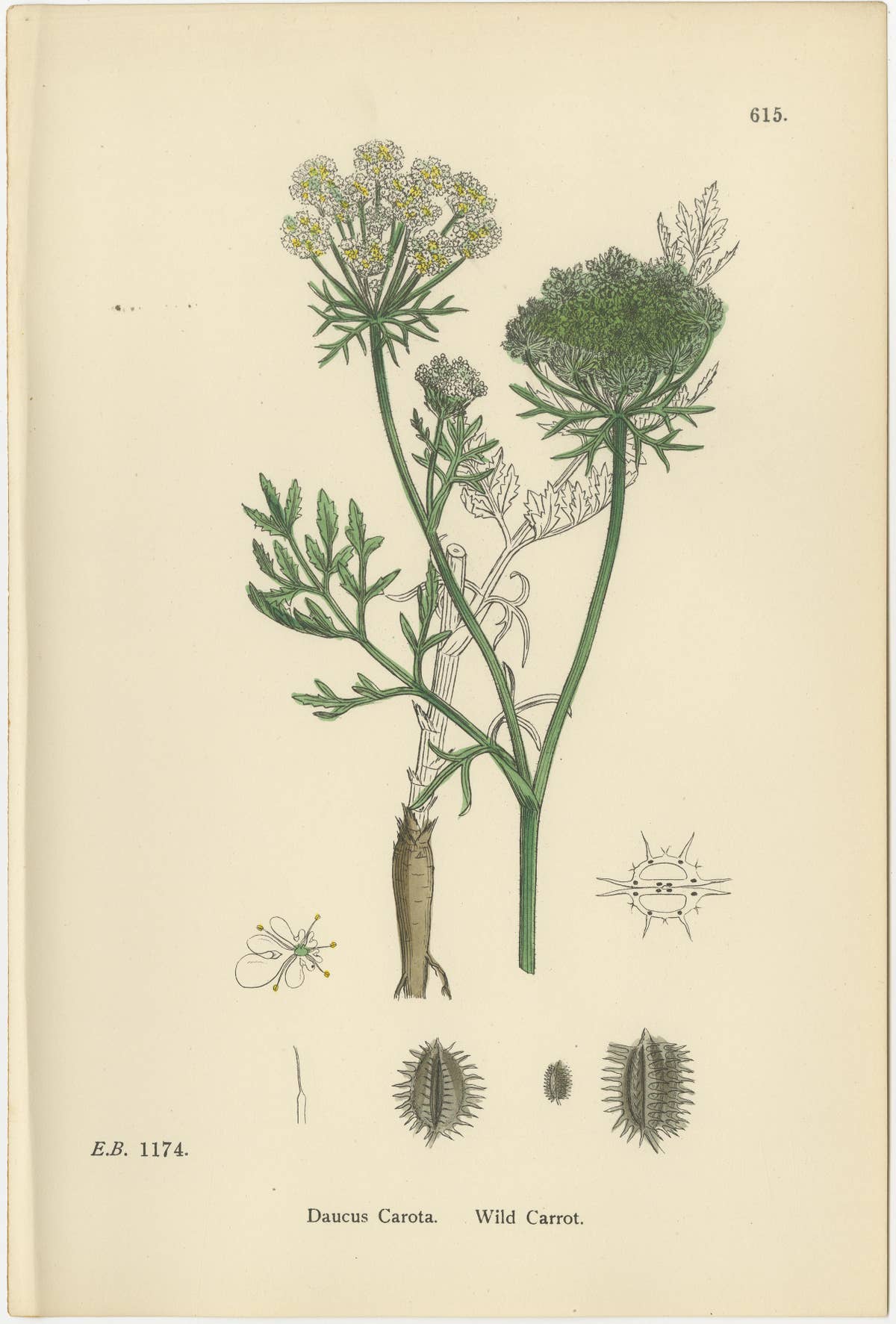 Elegant British Botanical Trio – Hand-Colored Wild Carrot Prints, England 1902
